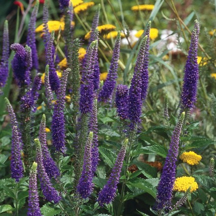 Sunny Border Blue Veronica