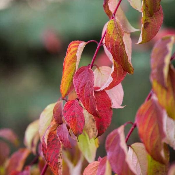 First Editions&reg; Cayenne Dogwood