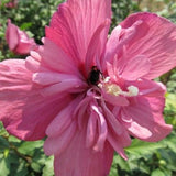 Freedom Rose of Sharon