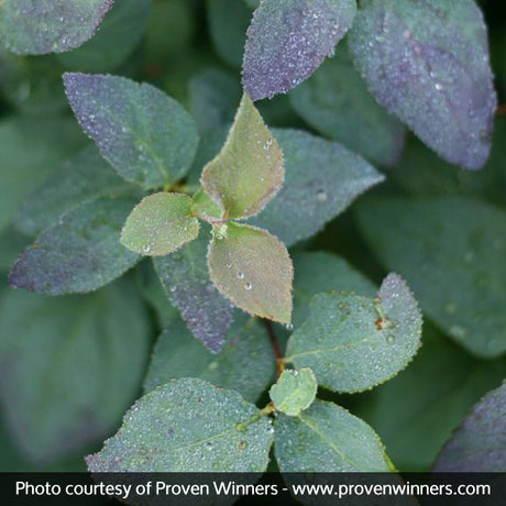 Double Play&reg; Blue Kazoo&reg; Spirea