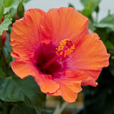 Hollywood&trade; Hibiscus Starlette&trade;