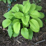 August Moon Hosta