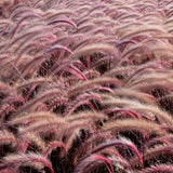 Graceful Grasses® Purple Fountain Pennisetum