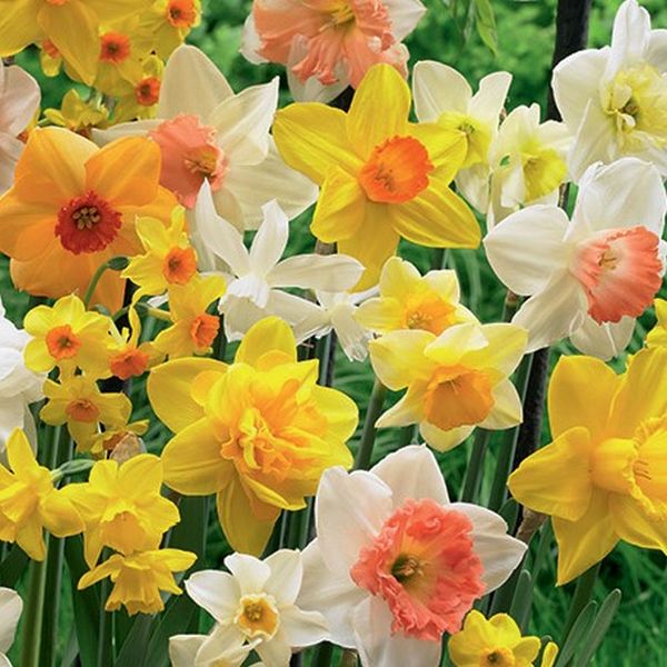 Scented Daffodil Mix