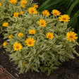 Sunstruck Sunflower Heliopsis
