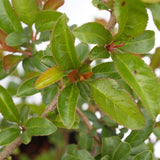 Texas Scarlet Flowering Quince