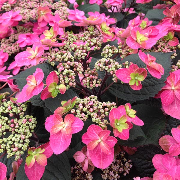 Tuff Stuff&trade; Red Mountain Hydrangea