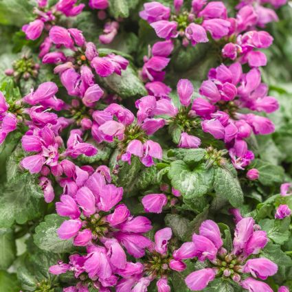 Lamium Purple Chablis