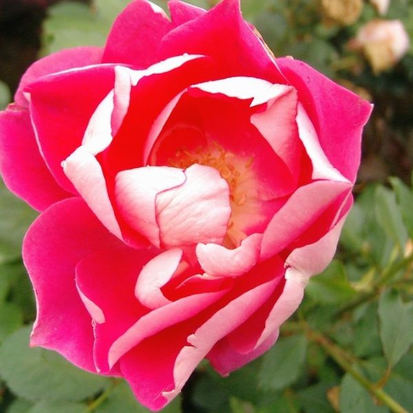 Carefree Wonder Rose Shrub