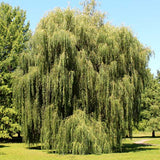 Weeping Willow Tree