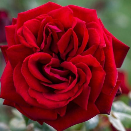 Ingrid Bergman&reg; Hybrid Tea Rose