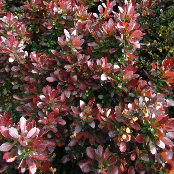 WorryFree&reg; Crimson Cutie&reg; Barberry