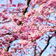 Autumn Blooming Cherry