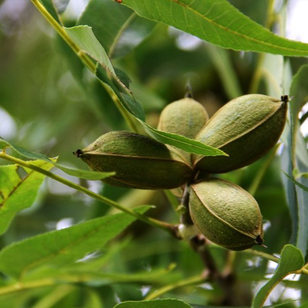 Pawnee Pecan Tree