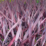 Black Adder Phormium