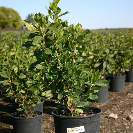 Ruby Spice Summersweet