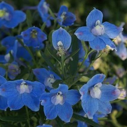 Delphinium Blue Butterfly