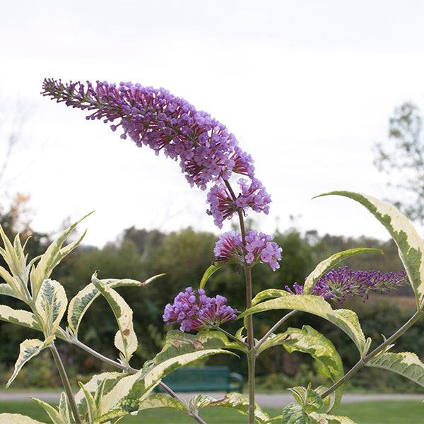 Proven Winners&reg; ColorChoice&reg; Summer Skies Butterfly Bush