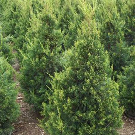 Green Columnar Juniper