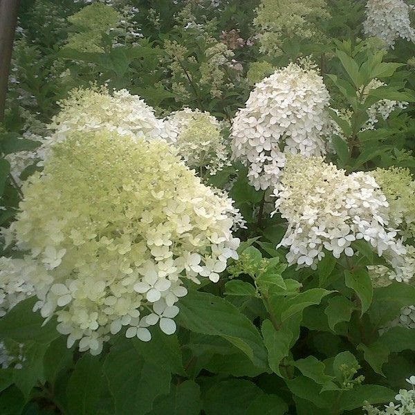 Phantom Panicle Hydrangea