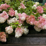 First Editions&reg; Vanilla Strawberry&trade; Panicle Hydrangea