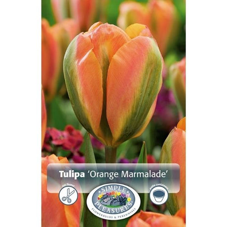 Orange Marmelade Tulip