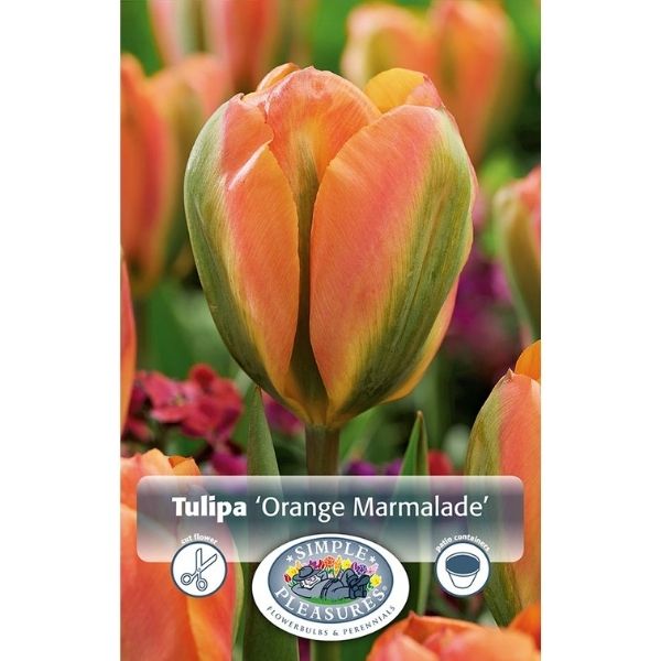 Orange Marmelade Tulip