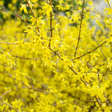 Gold Cluster Forsythia