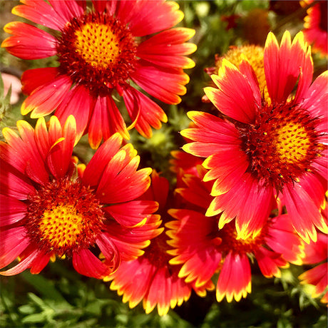 Dwarf Goblin Gaillardia