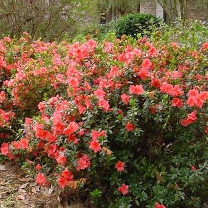 Encore&reg; Autumn Coral&reg; Azalea