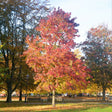 Burgundy Sweetgum