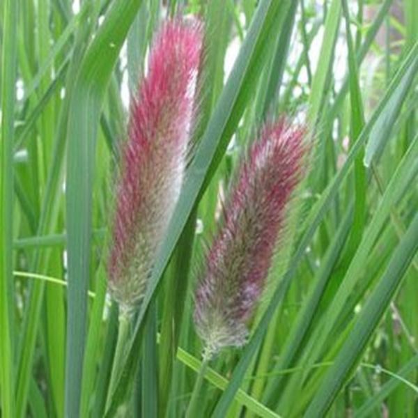 Red Bunny Tails Fountain Grass