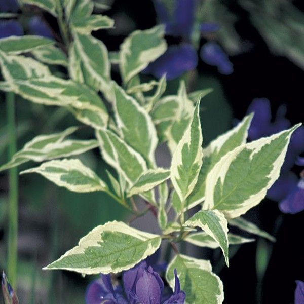 European Variegated Dogwood