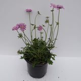 Pink Mist Scabiosa