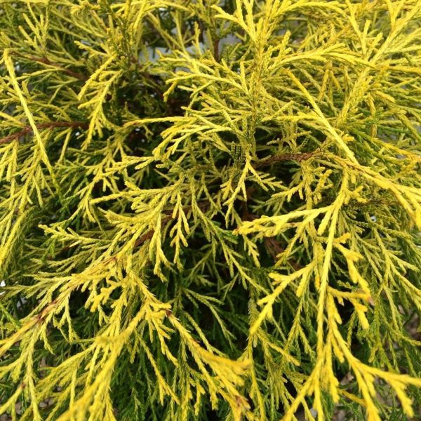 Japanese Lemon Thread False Cypress