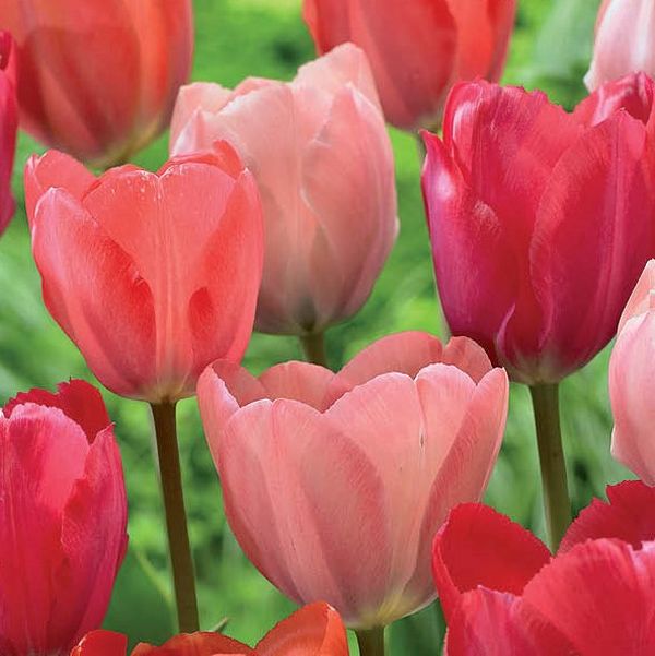 Pink Promise Tulip Mix