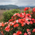 Easy Elegance&reg; Coral Cove Rose