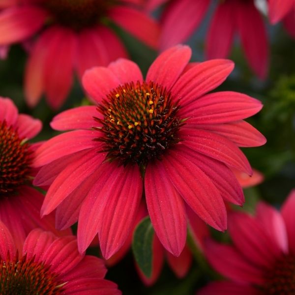 Sombrero Baja Burgundy Coneflower