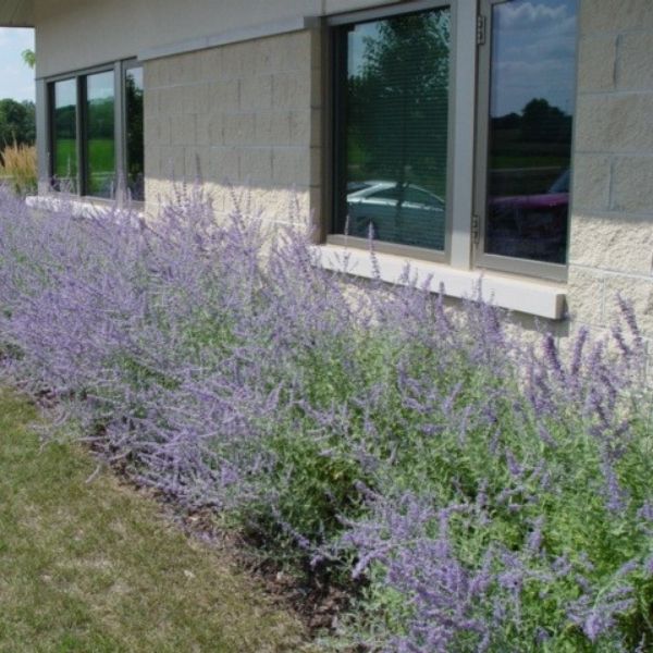 Little Spire Russian Sage