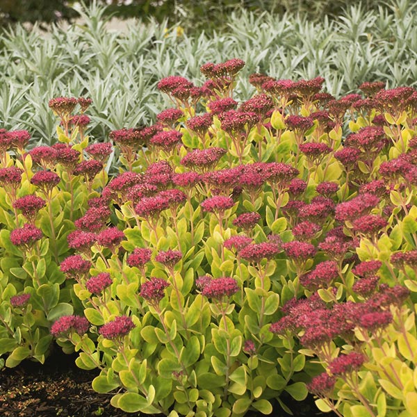 Neon Sedum