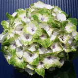 Everlasting&trade; Noblesse Hydrangea