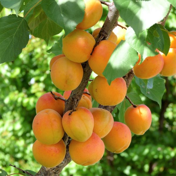 Blenheim Apricot Tree