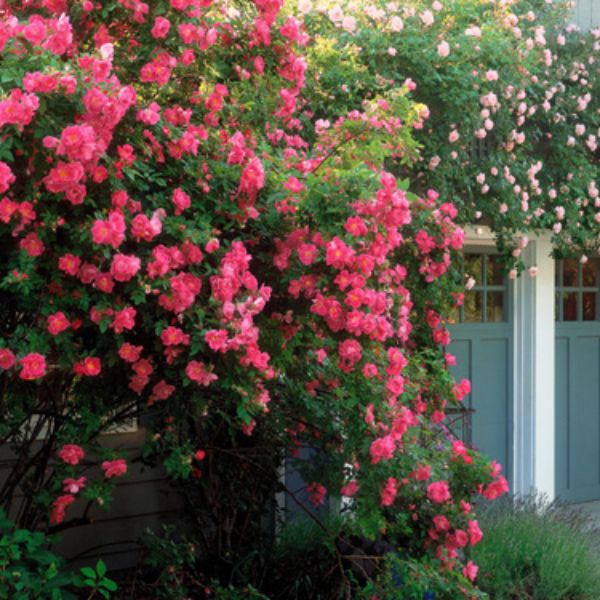 William Baffin Climbing Rose