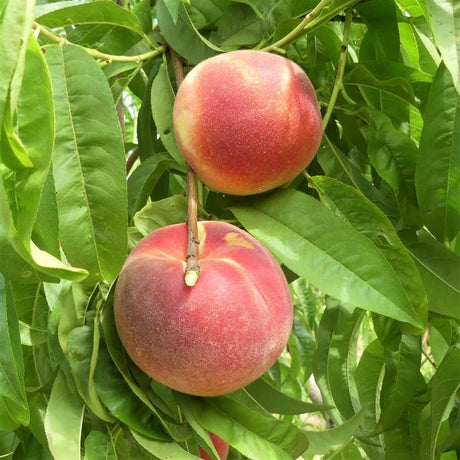 Babcock Peach Tree