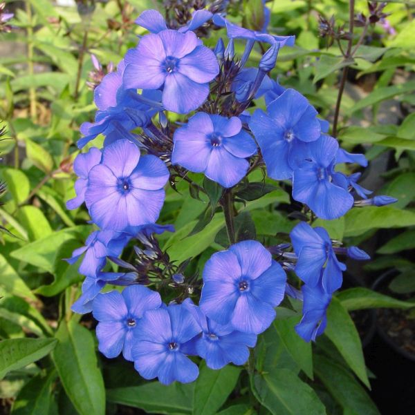 Blue Paradise Phlox