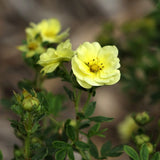 First Editions&reg; Lemon Meringue&trade; Potentilla