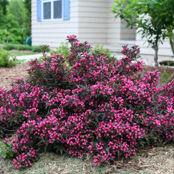 Spilled Wine&reg; Weigela