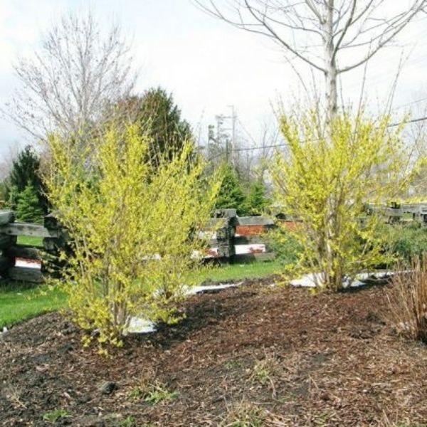 New Hampshire Gold Forsythia