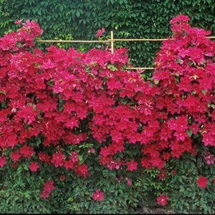 Cardinal Wyszynski Clematis