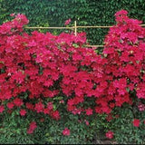 Cardinal Wyszynski Clematis